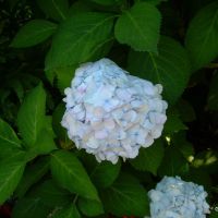 DSCN2108 DSCN2108